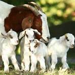baby goats2