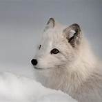 arctic fox scientific name4