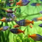 best freshwater aquarium fish1