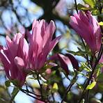magnolia susan2