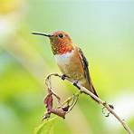 hummingbirds facts4