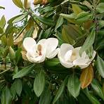magnolia grandiflora4