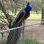 Peacocks at Hart Park Bakersfield, CA3
