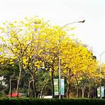 黃金風鈴木是什麼樹?3