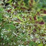 What is the etymology of Euphorbia?1