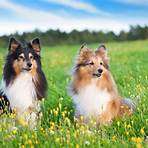 mini lassie dog2