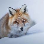 red fox animal2