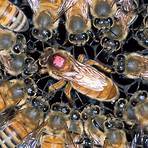 La abeja reina1
