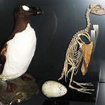 great auk facts5