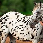 cavalos de raça appaloosa1