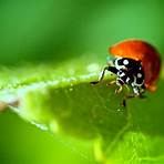 Ladybird Ladybird5