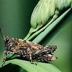 grasshopper insect wikipedia bahasa3