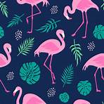 flamingos bilder5