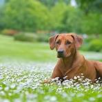 cachorro leão da rodésia1