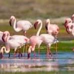 Flamingos Meet the Dubs The Flamingos2