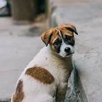 stray dog images5