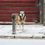 stray dog images3