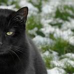 raças de gatos pretos5