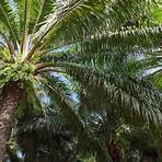 Wild Palms2