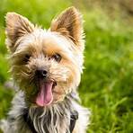 yorkshire terrier wesen5