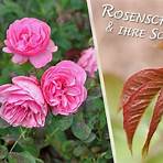 Rosa rosae1