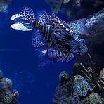 is the new england aquarium a must-see spot in boston tickets1