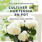 hortensia en pot entretien2