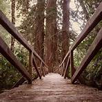 the redwood forest2