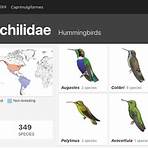 hummingbirds of puerto vallarta2