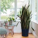 snake plant wikipedia meaning examples of words and phrases1