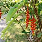 bananeira ornamental nome científico1
