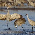 sandhill crane migration4