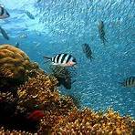coral reef definition for children to understand1
