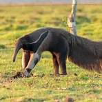How do giant anteaters eat?2