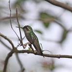 hummingbirds of mexico2