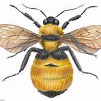 bumblebee bee2