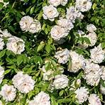 types of white roses1