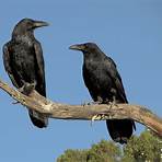 raven bird myths4