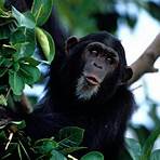 chimpanzee4