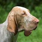 bloodhound ardennen1