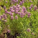 how do you care for a bee balm plant for sale4