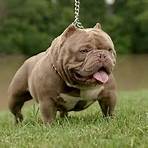 can you make exotic bullies with different dog breeds pictures3
