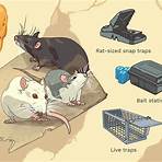Killer Rats4