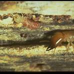 what does morbilliform look like termites texas a&m state4
