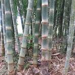 Bambou2