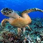 green sea turtle facts for kids4