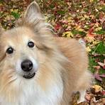 mini lassie dog5