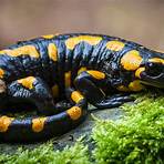 do salamanders need supplemental light for food4