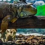iguana3