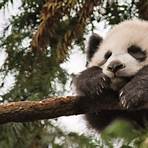 How many giant pandas are left in the wild?3